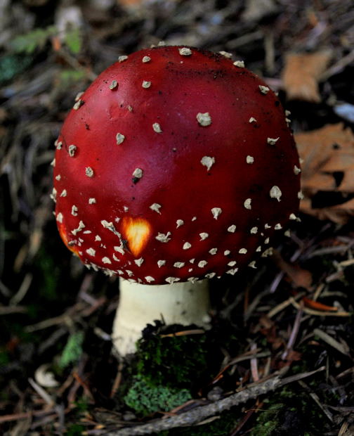 muchotrávka červená Amanita muscaria (L.) Lam.