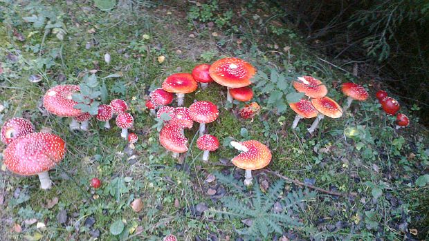 muchotrávka červená Amanita muscaria (L.) Lam.