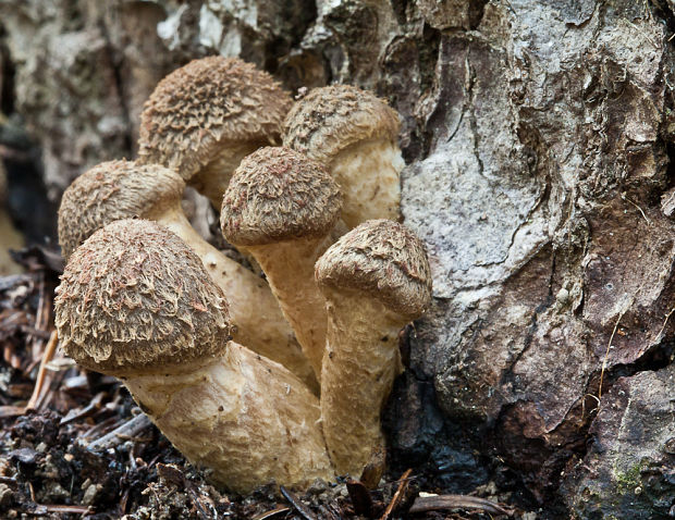 podpňovka obyčajná Armillaria mellea (Vahl) P. Kumm.