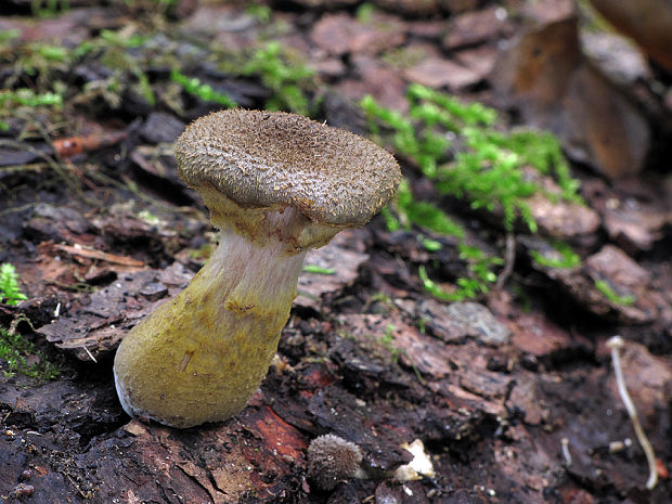 podpňovka Armillaria sp.