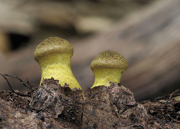 podpňovka Armillaria sp.