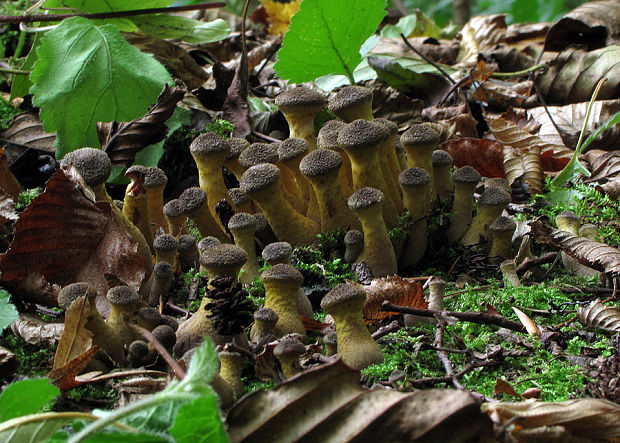 podpňovka Armillaria sp.