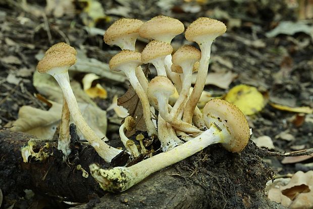 podpňovka Armillaria sp.