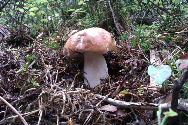 hríb smrekový Boletus edulis Bull.