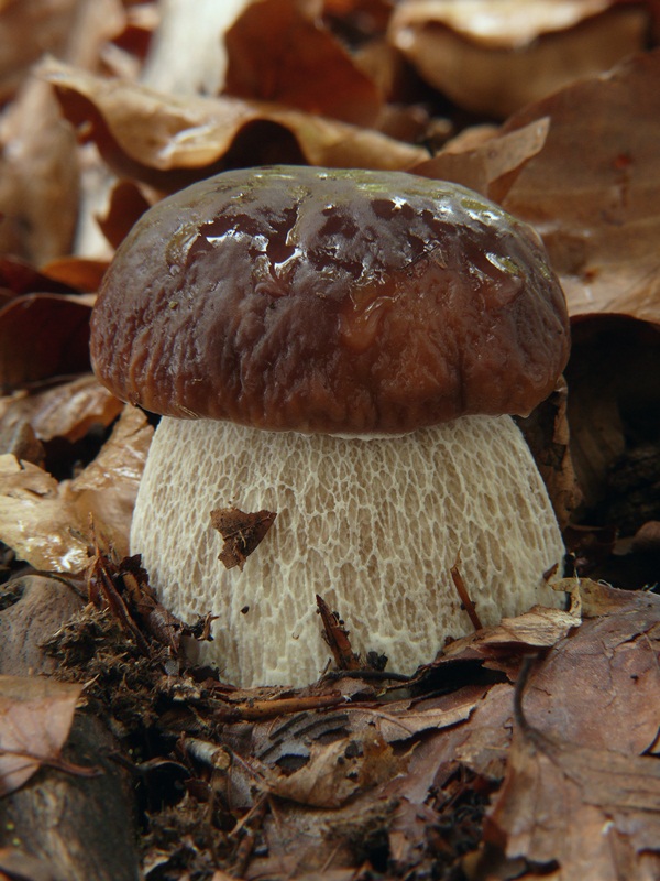 hríb smrekový Boletus edulis Bull.