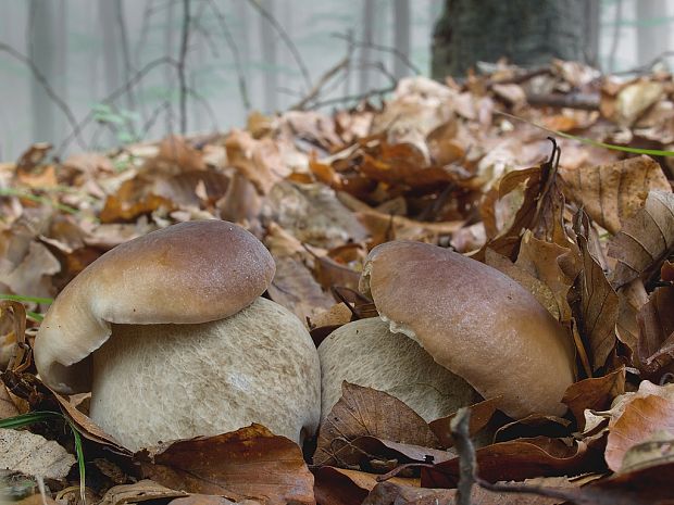 hríb smrekový Boletus edulis Bull.