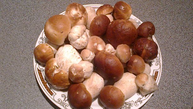 hríb smrekový Boletus edulis Bull.