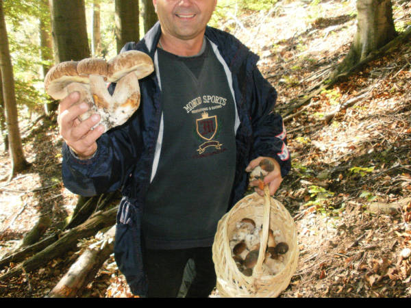 hríb smrekový Boletus edulis Bull.