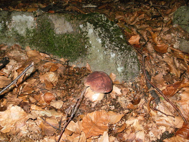 hríb smrekový Boletus edulis Bull.