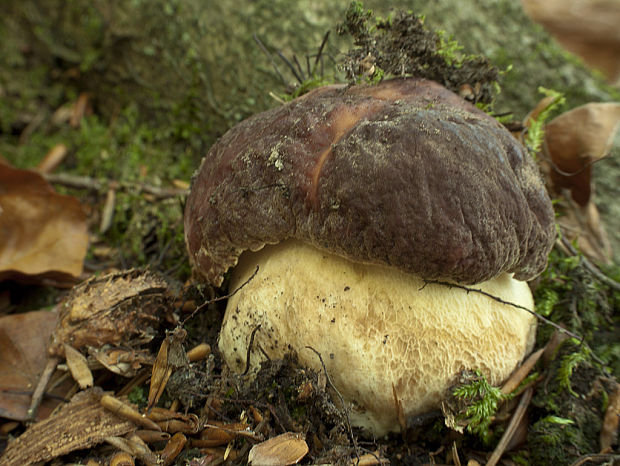 hríb sosnový Boletus pinophilus Pil. et Dermek in Pil.