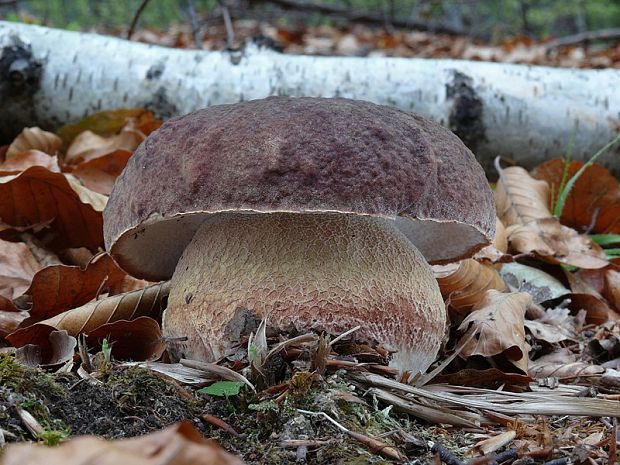 hríb sosnový Boletus pinophilus Pil. et Dermek in Pil.