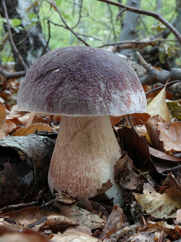 hríb sosnový Boletus pinophilus Pil. et Dermek in Pil.