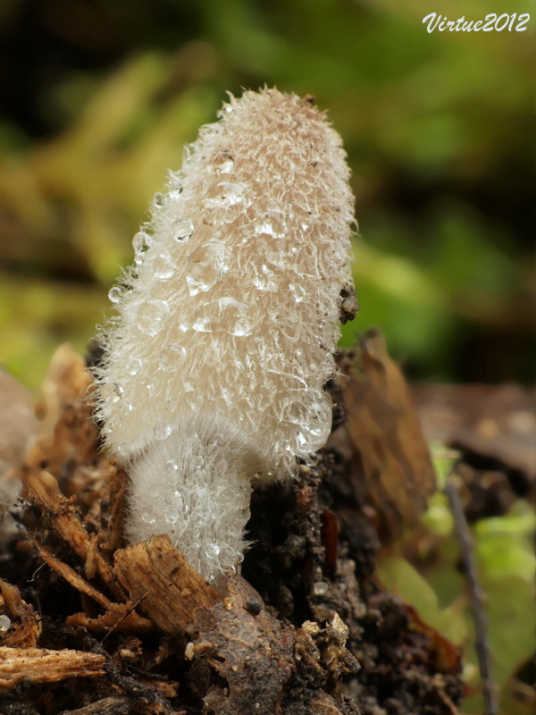 hnojník chlpatý Coprinopsis lagopus (Fr.) Redhead, Vilgalys & Moncalvo