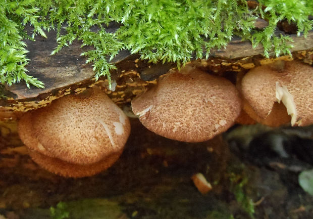 pahliva šafranová Crepidotus crocophyllus (Berk.) Sacc.