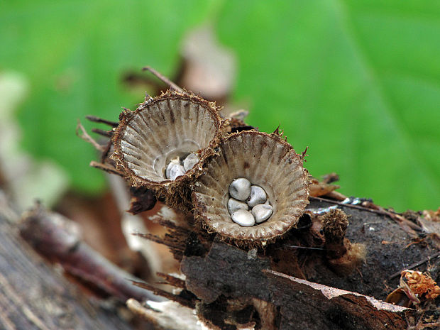 čiaškovec pásikavý Cyathus striatus (Huds.) Willd.