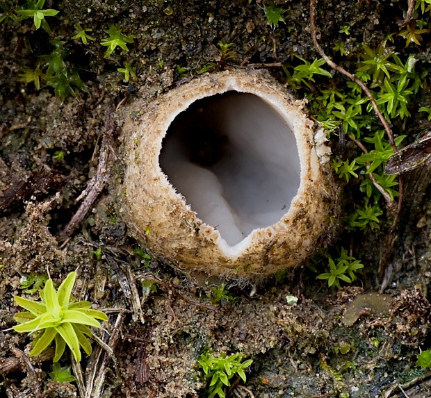 hrobnička Geopora sp.