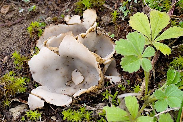 hrobnička Geopora sp.