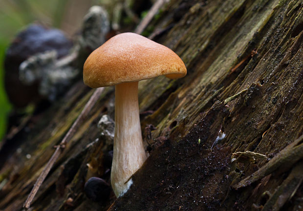 šupinovec Gymnopilus sp.