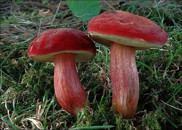 suchohríb karmínový Hortiboletus rubellus (Krombh.) Simonini, Vizzini & Gelardi