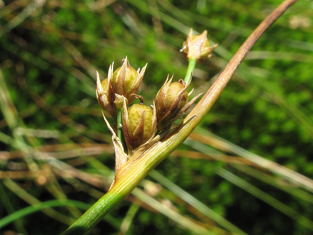 sitina niťolistá Juncus filiformis L.