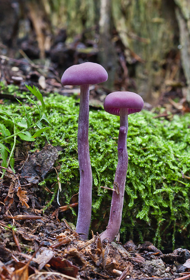 lakovka ametystová Laccaria amethystina (Huds.) Cooke