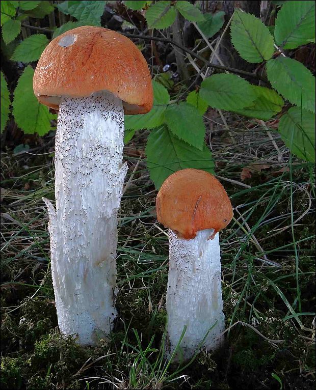 kozák osikový Leccinum albostipitatum den Bakker & Noordel.