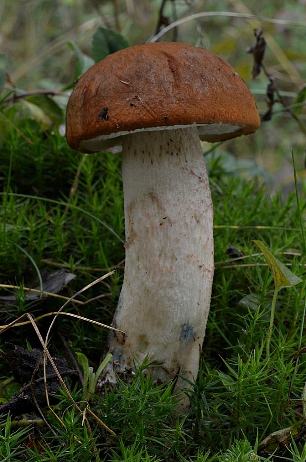 kozák osikový Leccinum albostipitatum den Bakker & Noordel.