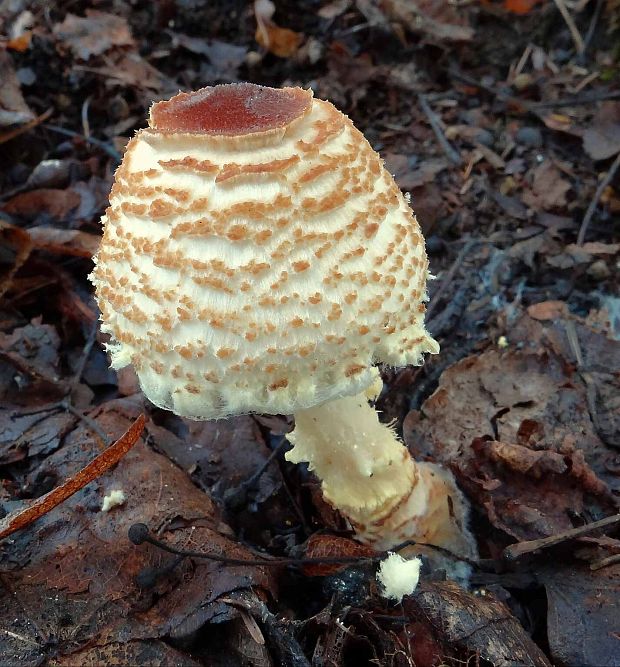 bedlička vlnatá Lepiota clypeolaria (Bull.) P. Kumm.