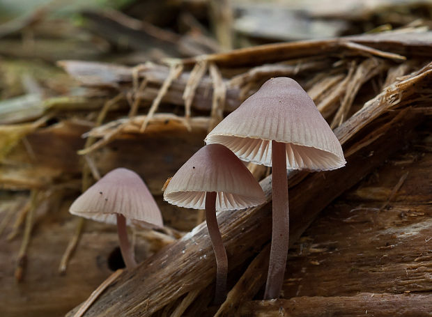 prilbička krvavomliečna Mycena haematopus (Pers.) P. Kumm.