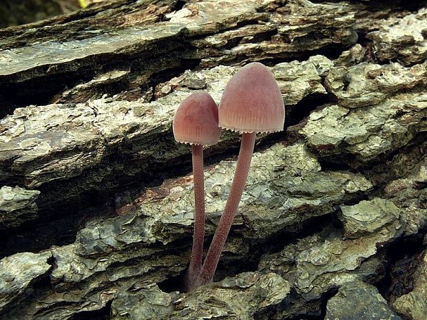 prilbička krvavomliečna Mycena haematopus (Pers.) P. Kumm.