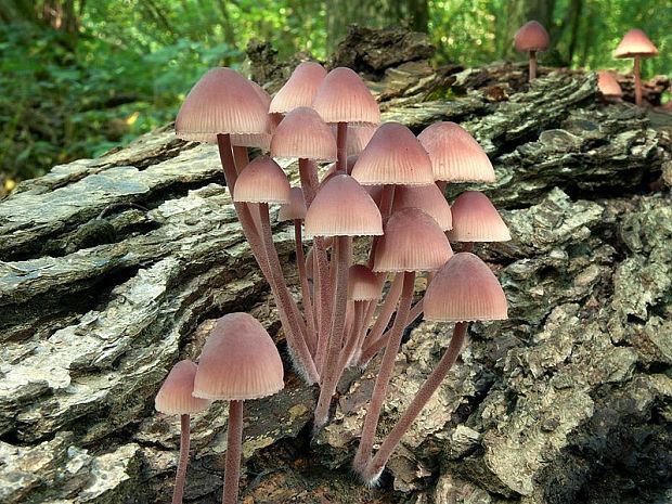 prilbička krvavomliečna Mycena haematopus (Pers.) P. Kumm.