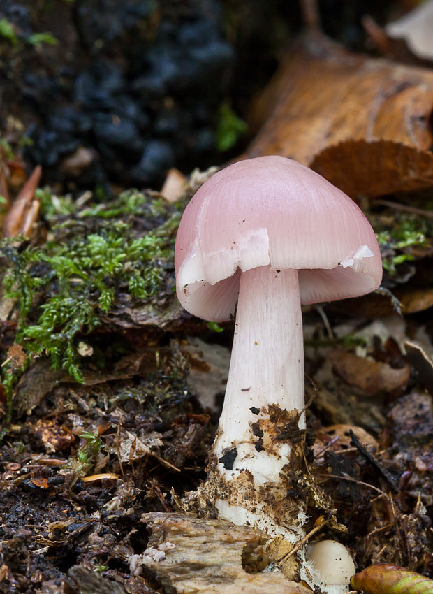 prilbička reďkovková Mycena pura (Pers.) P. Kumm.