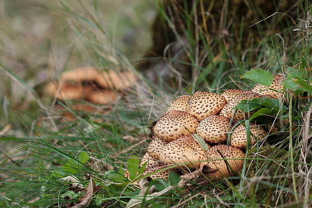 šupinovka šupinatá Pholiota squarrosa (Vahl) P. Kumm.