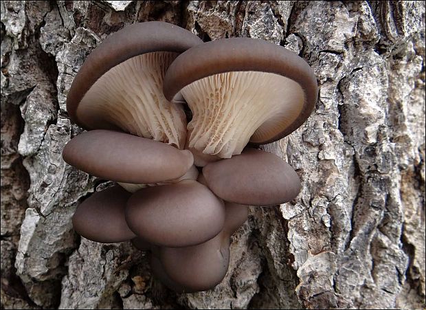 hliva ustricovitá Pleurotus ostreatus (Jacq.) P. Kumm.