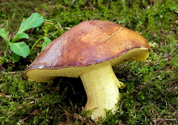 masliak zrnitý Suillus granulatus (L.) Roussel