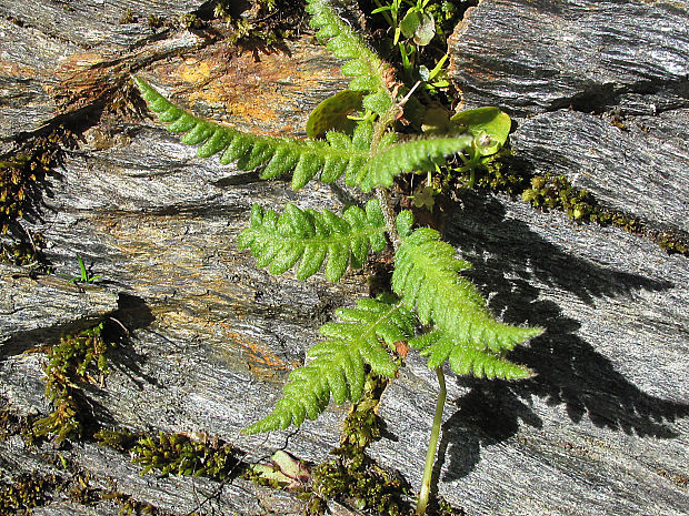 vudsia skalná Woodsia ilvensis (L.) R. Br.
