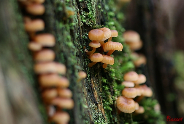 tanečnička zvončekovitá Xeromphalina campanella (Batsch) Maire