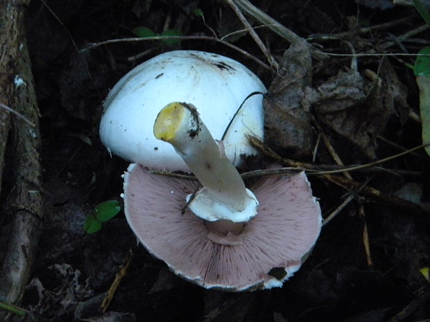 pečiarka poľná Agaricus campestris L.