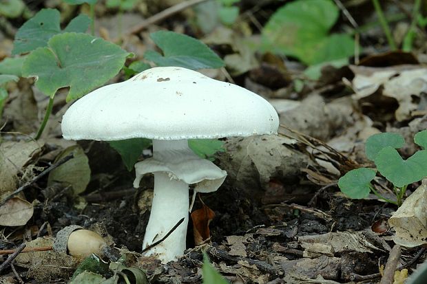 pečiarka Agaricus sp.