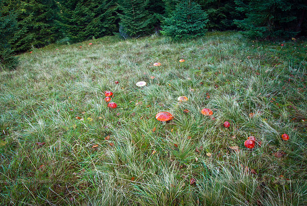 muchotrávka červená Amanita muscaria (L.) Lam.