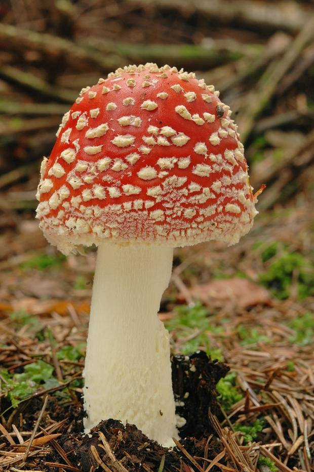 muchotrávka červená Amanita muscaria (L.) Lam.