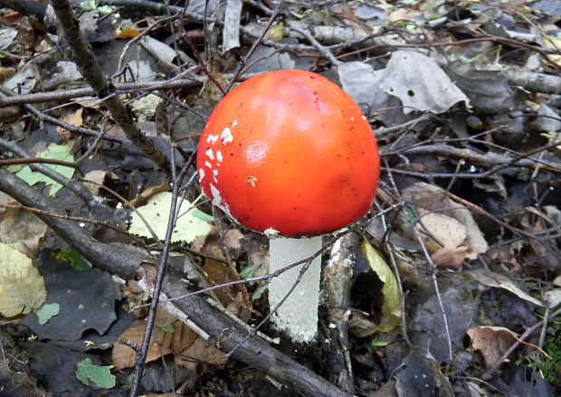 muchotrávka červená Amanita muscaria (L.) Lam.