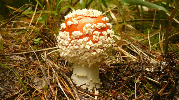 muchotrávka červená Amanita muscaria (L.) Lam.