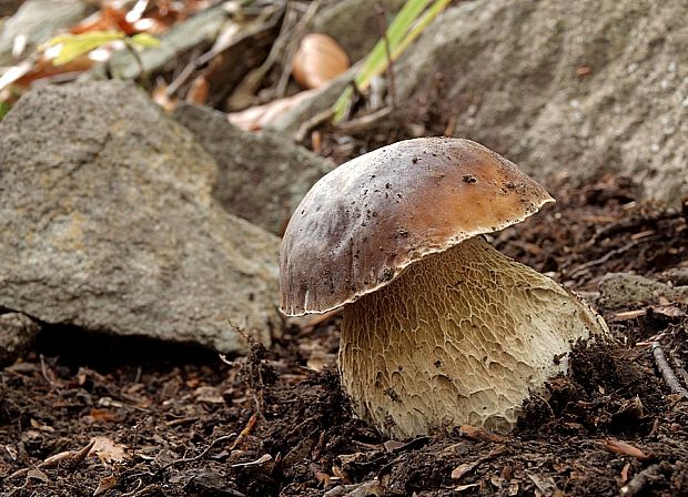 hríb smrekový Boletus edulis Bull.