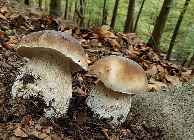 hríb smrekový Boletus edulis Bull.