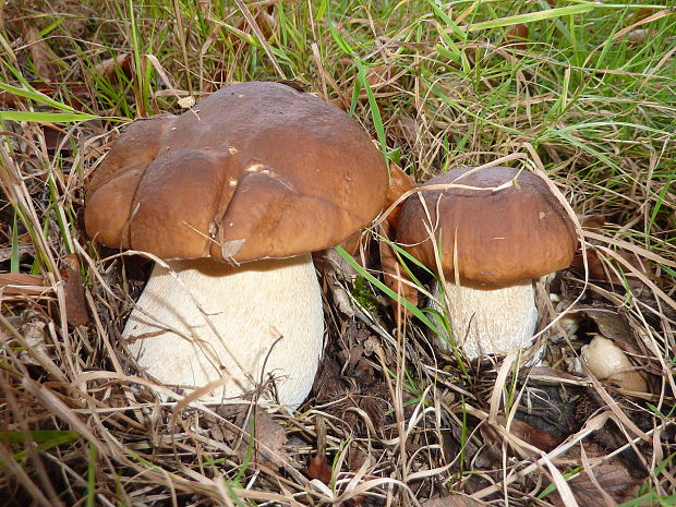 hríb smrekový Boletus edulis Bull. ex Fr.