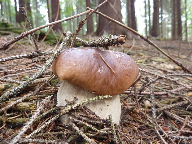 hríb smrekový Boletus edulis Bull.