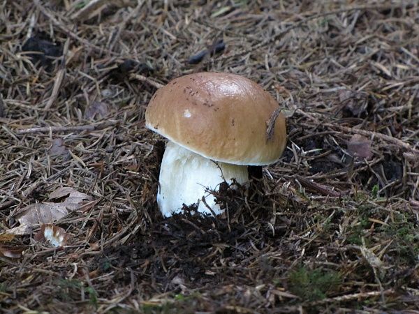 hríb smrekový Boletus edulis Bull.