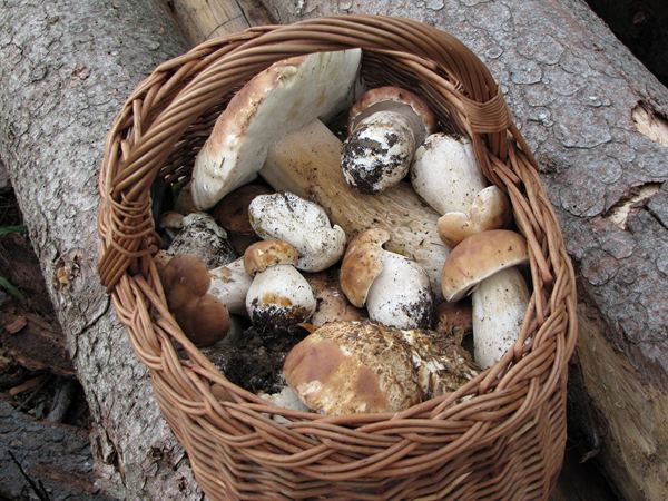 hríb smrekový Boletus edulis Bull.