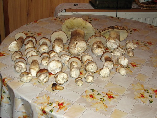 hríb smrekový Boletus edulis Bull.